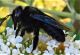 xylocopa10 (2).jpg