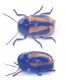 Cryptocephalus copy.JPG