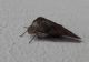 20200617_190334 ridotta.JPG