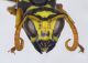 Polistes_atrimandibularis2.FEI.jpg