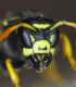 Polistes_atrimandibularis3.FEI.jpg