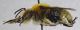 Anthophora_podagra2.FEI.jpg