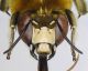 Anthophora_podagra3.FEI.jpg