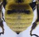Anthophora_podagra4.FEI.jpg