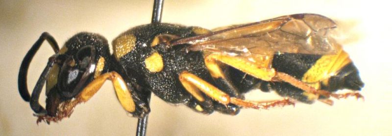 Vespidae fianco.jpg