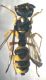 Craboniddae.jpg