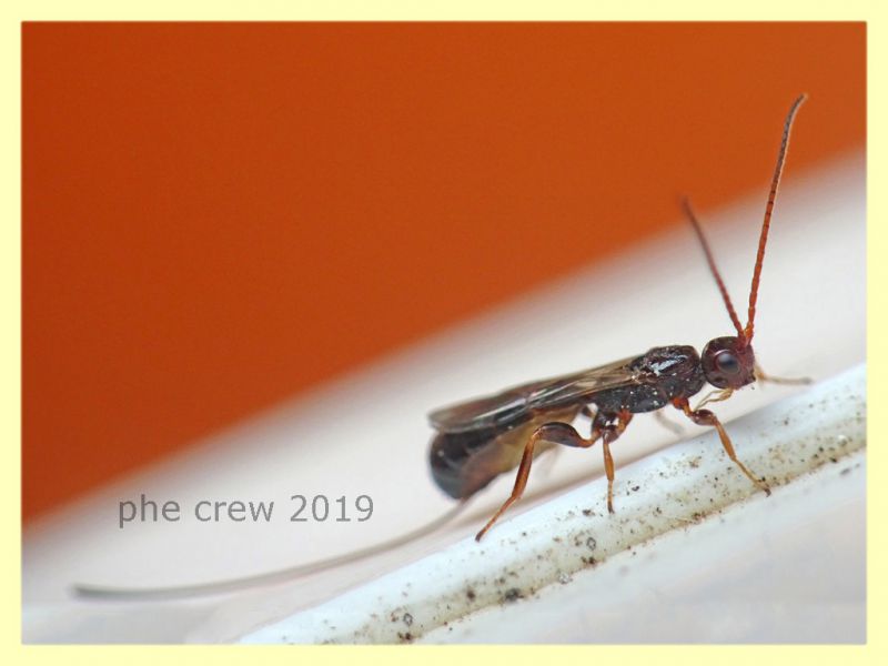 Imenottero 3,5 mm. solo corpo - Anzio - 31.8.2019 -  da Hedera elix - (2).JPG