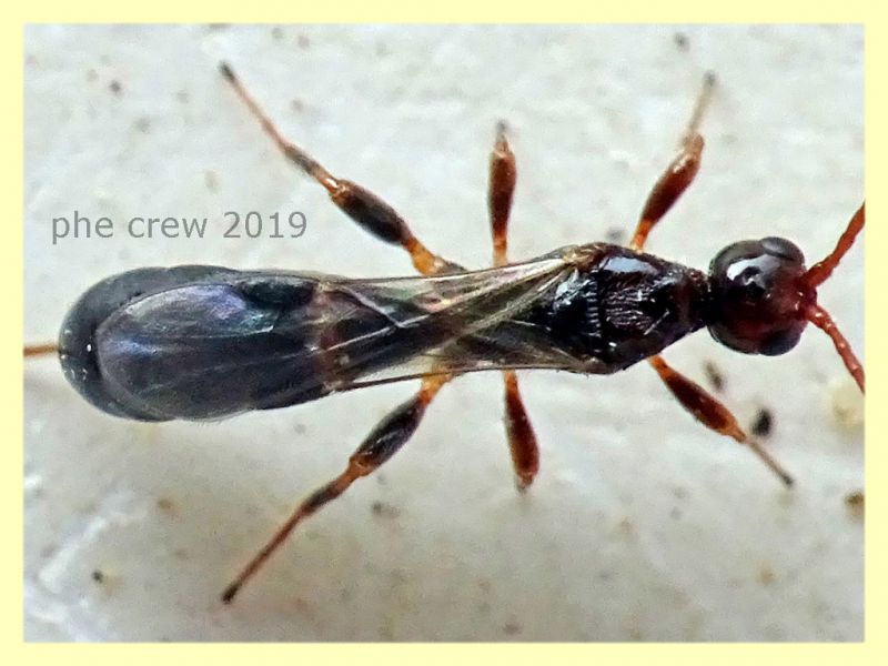 Imenottero 3,5 mm. solo corpo - Anzio - 31.8.2019 -  da Hedera elix - (3).jpg