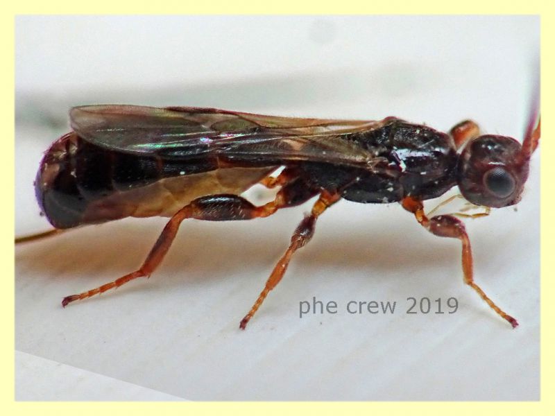 Imenottero 3,5 mm. solo corpo - Anzio - 31.8.2019 -  da Hedera elix - (4).jpg