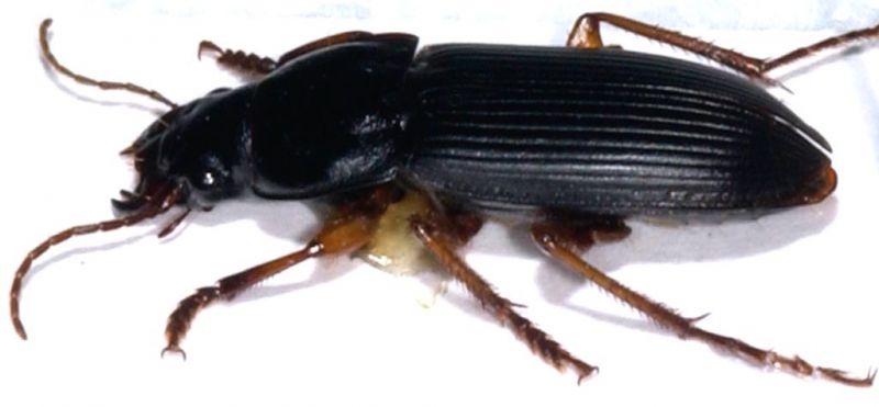 Harpalus pensylvanicus 2.jpg