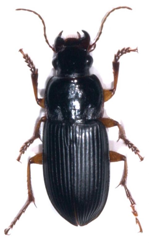 Harpalus pensylvanicus 1.jpg