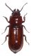 Parandra brunnea 1.jpg