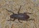 Curculionidae_dune_Arrojo 2019_10_09 B_SARD (A scelta).JPG