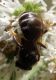 Lasioglossum sp. 2 (9-7-08 Zaragoza).jpg