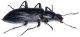 Tenebrionidae 2.jpg