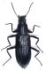 Tenebrionidae 1.jpg