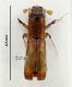 Platypodinae 2.jpg