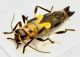 Ichthyurus 3_4 rid.jpg