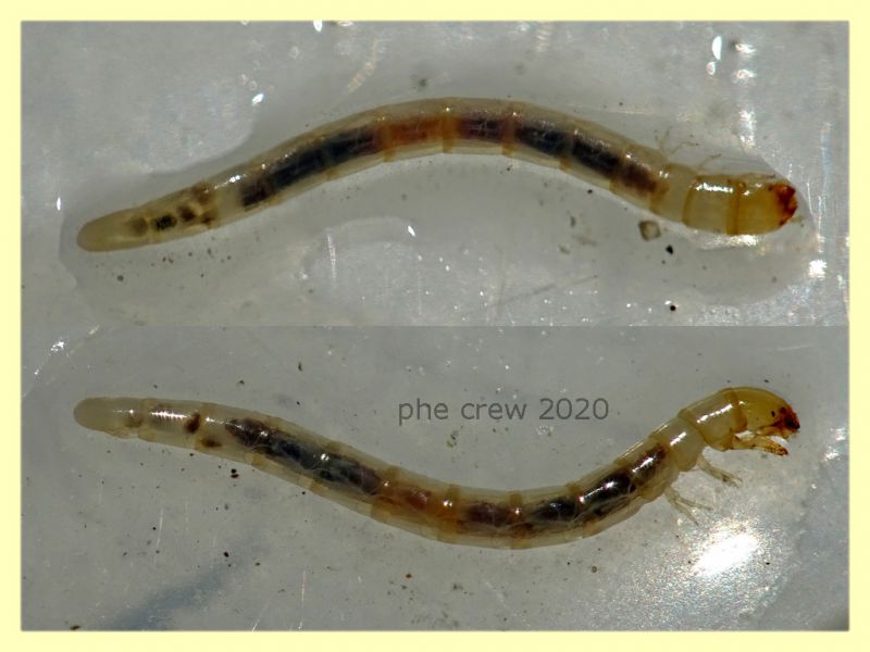 probabile larva Tenebrionidae - 10 mm. - Anzio 5.8.2020 - (1).JPG