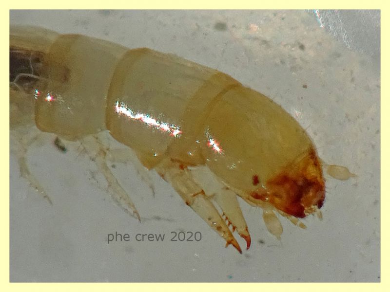 probabile larva Tenebrionidae - 10 mm. - Anzio 5.8.2020 - (2).JPG