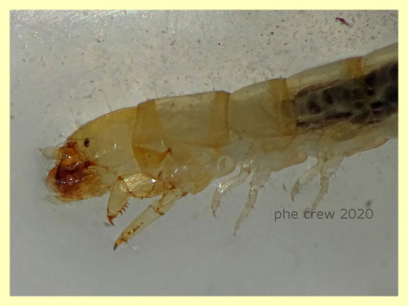 probabile larva Tenebrionidae - 10 mm. - Anzio 5.8.2020 - (3).JPG