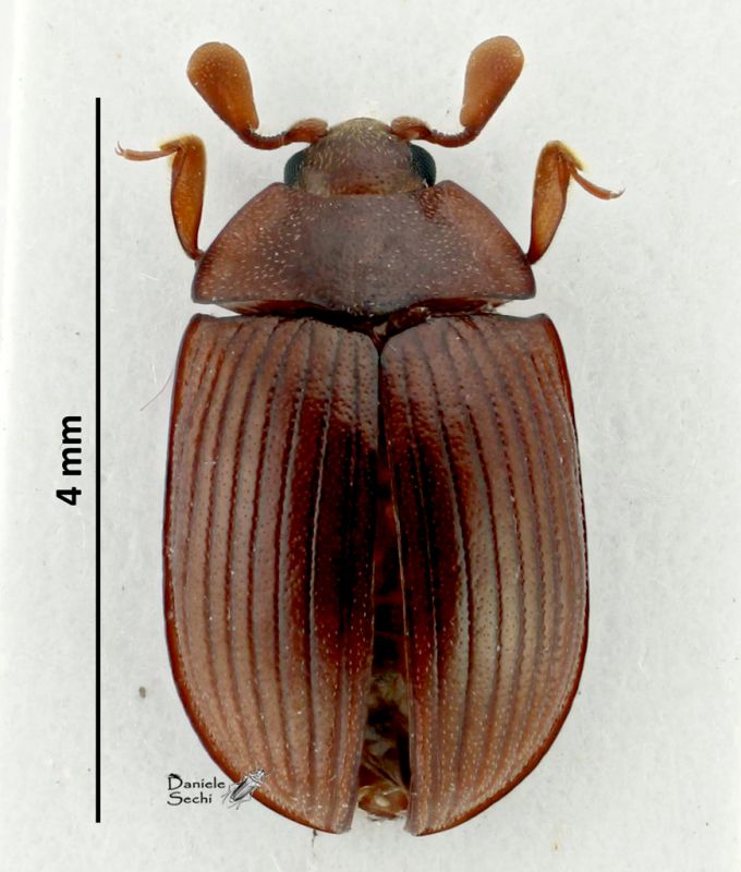 Euxestoxenus Euxestidae rid.jpg