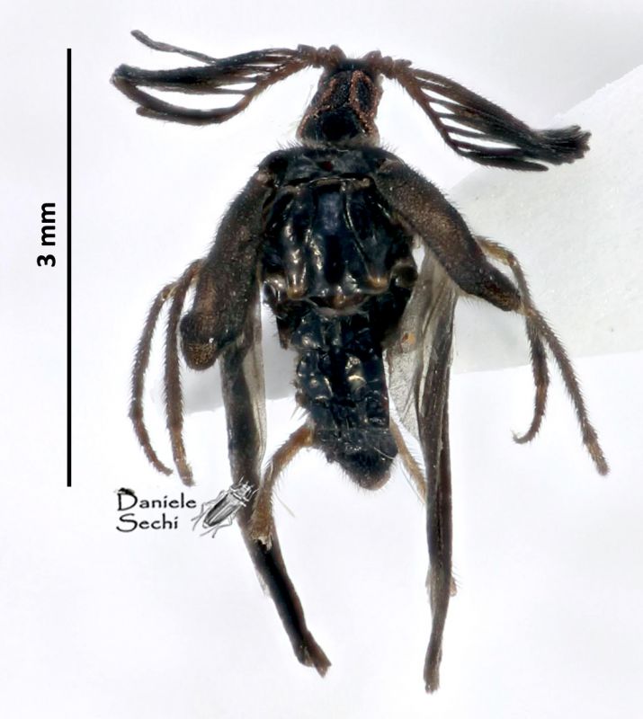 Ripiphoridae.jpg