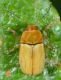 Limbara25lu20 059mod.jpg