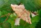 DSC00454.JPG