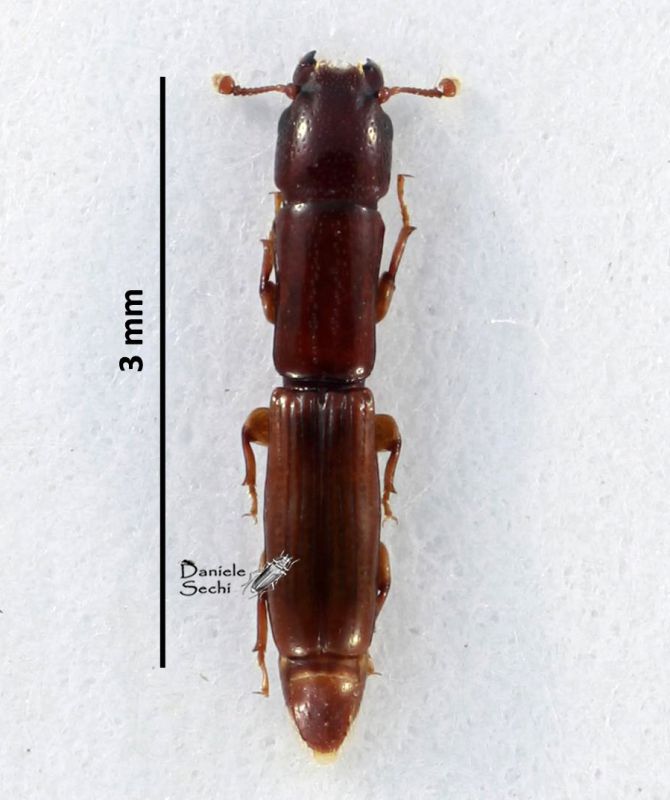 Monotomidae.jpg