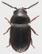 Anobiidae_Lazio_San-Vittorino_16-VI-2020_4,4mm_grey.jpg
