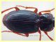 probabile Platyderus sp. solo corpo 6,8 mm. - Anzio 24.5.2020 - (3).JPG