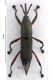 Dryophthoridae rid.jpg