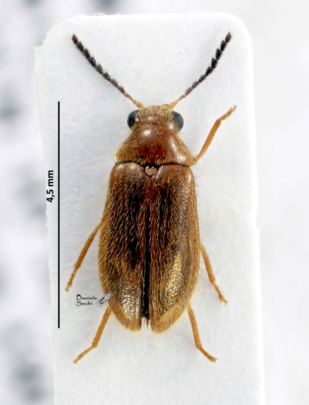 Ptilodactylidae.jpg