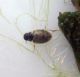 Laccobius sp. (21-10-07 Mediana).jpg