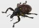 Alcidodes brevirostris (Boheman, 1836) 3_4 rid.jpg