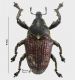 Alcidodes brevirostris (Boheman, 1836)rid.jpg
