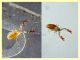 Pseudoscorpione 0,8 mm. - Anzio 13.8.2020 - (4).JPG