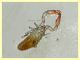 Pseudoscorpione 0,8 mm. - Anzio 13.8.2020 - (10).JPG