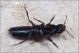 Quedius_sp_Staphylinidae_3312.jpg