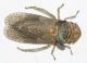 Ledra aurita2.JPG