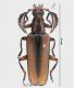 Plectogaster noellae Bouyer, 2011 male RID.jpg