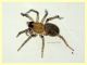 giovane Aracnide corpo 2 mm. - Anzio 28.7.2020 - (2).JPG