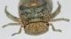 Ledra aurita3.JPG
