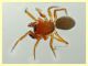 Aracnide 1,2 mm. - Anzio 28.7.2020 - (4).JPG