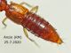 debilicornis Anzio 25.7.2020 - (3).JPG