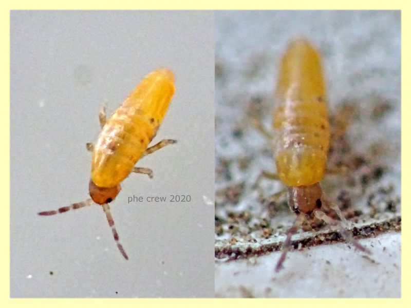 Collembolo Entomobryidae 1,8 mm. - Anzio - 25.7.2020 - (1).JPG