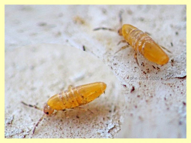 Collembolo Entomobryidae 1,8 mm. - Anzio - 25.7.2020 - (2).JPG