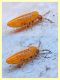 Collembolo Entomobryidae 1,8 mm. - Anzio - 25.7.2020 - (4).JPG