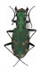 Comb3004-25zL6cr.jpg
